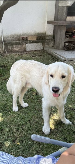 Cazare caini / Pet sitter cazare animale