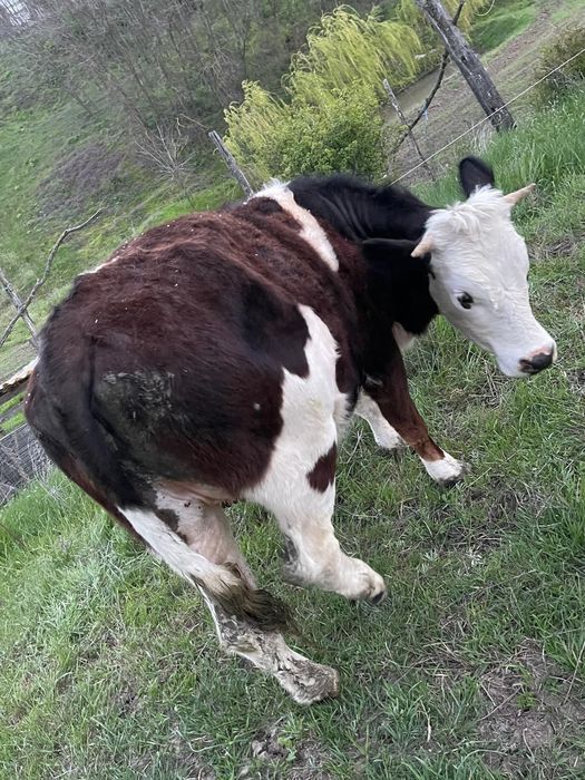 Junincă bălțată disponibilă