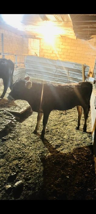 Еркек бұзаулар дендері сау