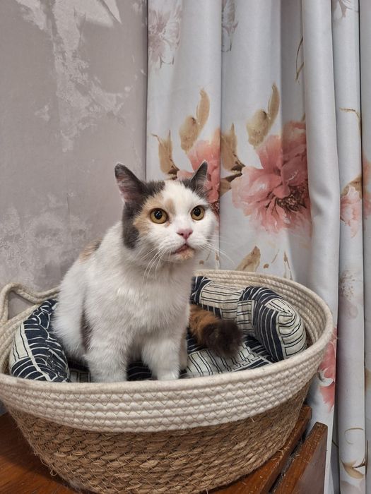 Отдам стерилизованную кошечку