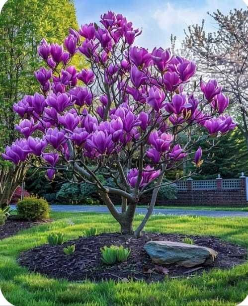 Magnolia ornamentală pentru grădină