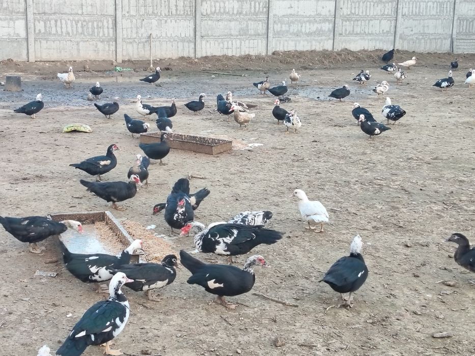 Индуткала сотилади 100000 сум сони 80 та