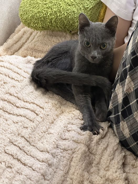 Отдам котика2.5-3мес