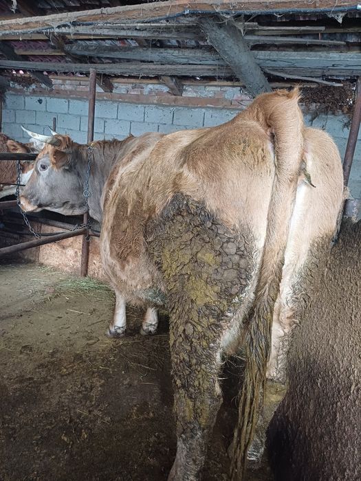 Vând vacă rasa simmental