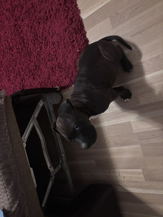 American staffordshire terierr