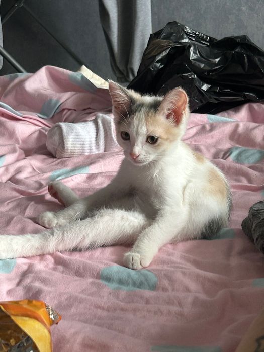 Котенок беспородный