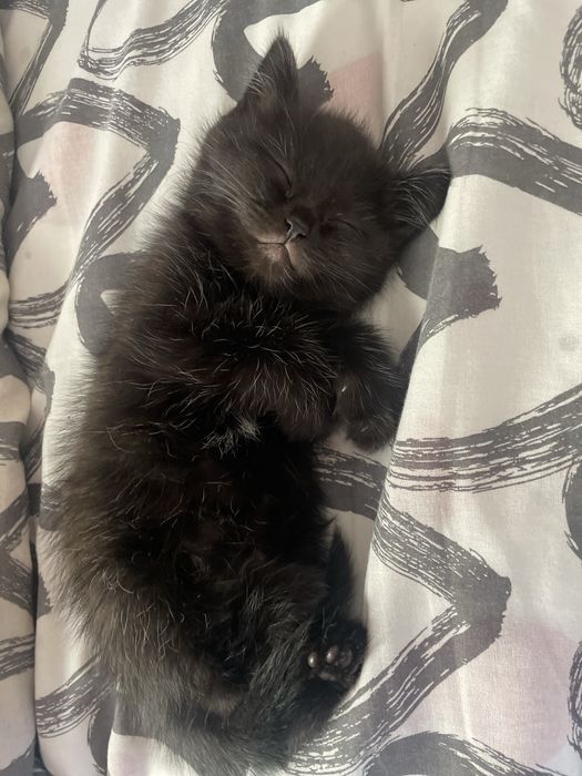 Отдам котенка в добрые руки.