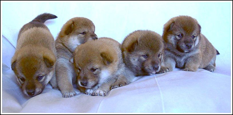 японская сиба ину