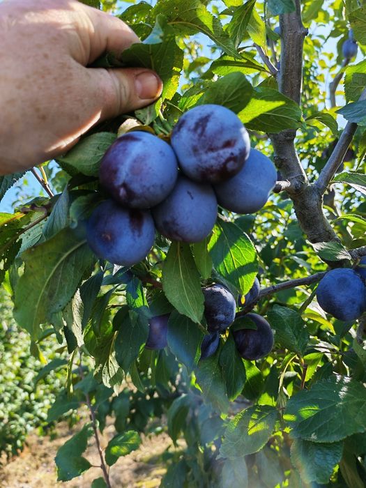 Prune pentru țuică