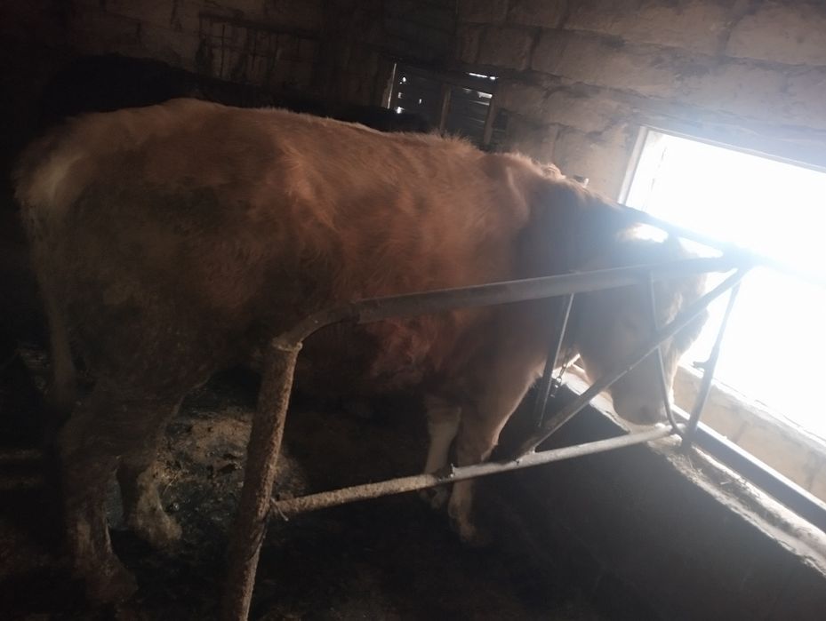 Продам бычки срочно