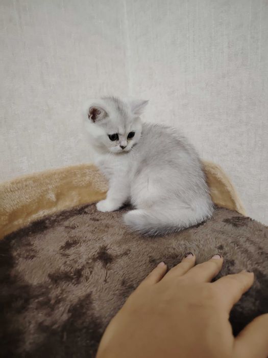 Котята, фолд, золотая шиншилла