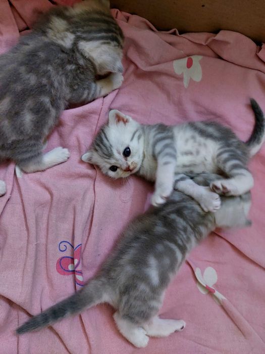 Скотиш страйт шотландские катята.