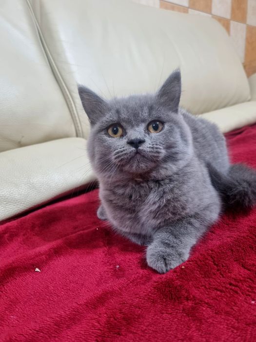 Vând pui brittish shorthair