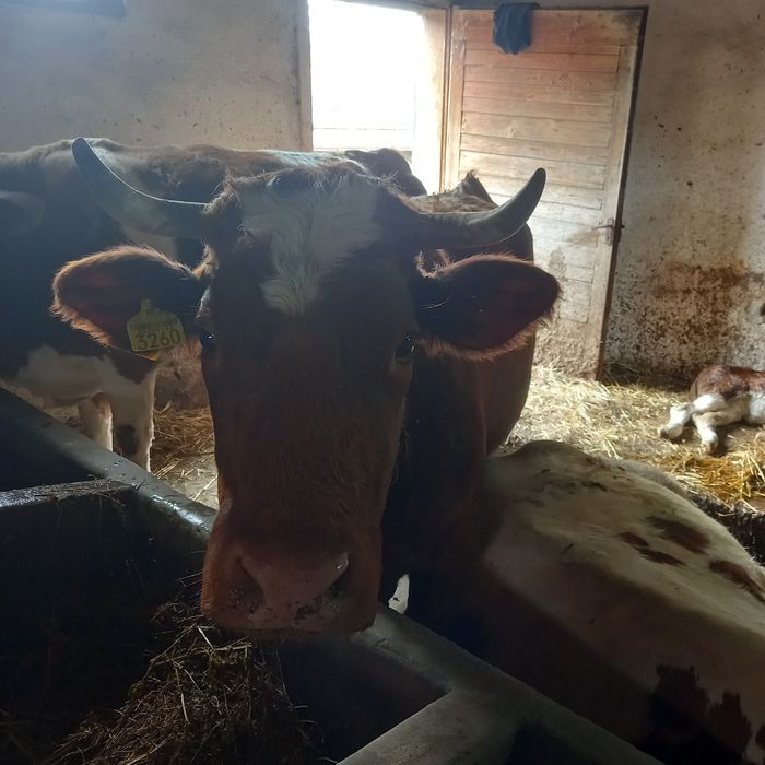 Vaca cu vitel de vanzare