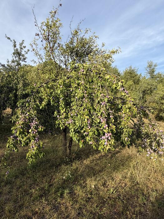 Vand prune si mere pentru tuica