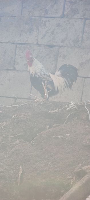 Продам карликовых петушков