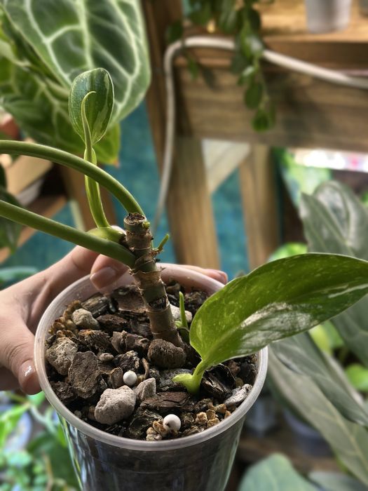 продам комнатные цветы