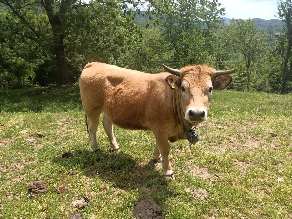 3 juninci gestante rasa Aubrac, junincă gestantă Aubrac