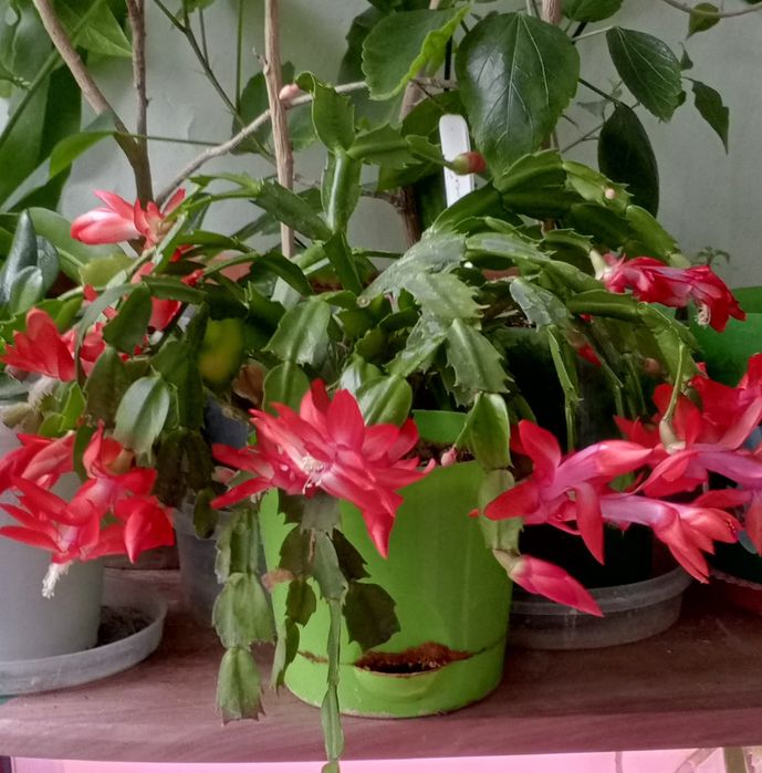 Продам кактус декабрист