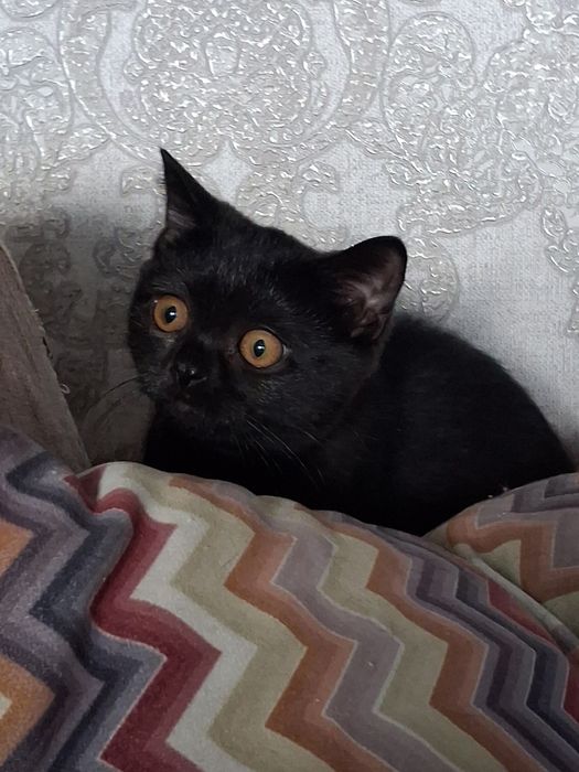 Кошечка британка,  3 мес