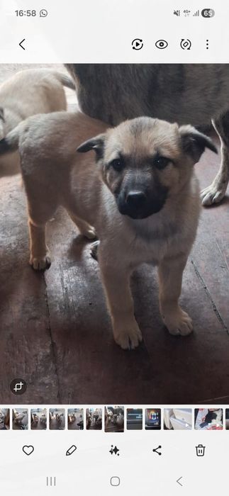 Отдам щенков мальчиков