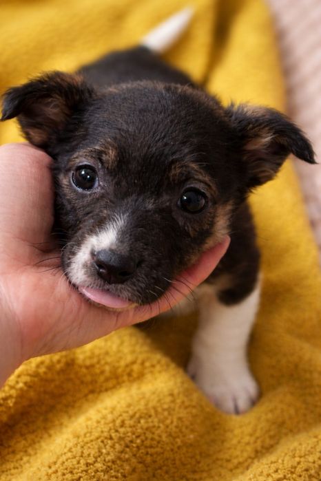 Отдам щенков в добрые руки