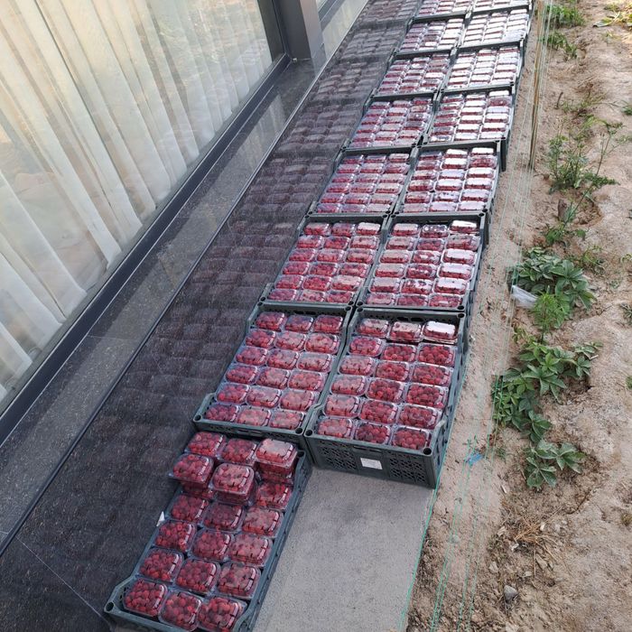 Kuzgi mavsumda MALINALAR pishdi