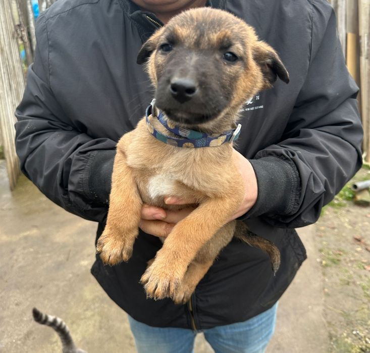 Vând  Pui Ciobanesc Belgian Malinois