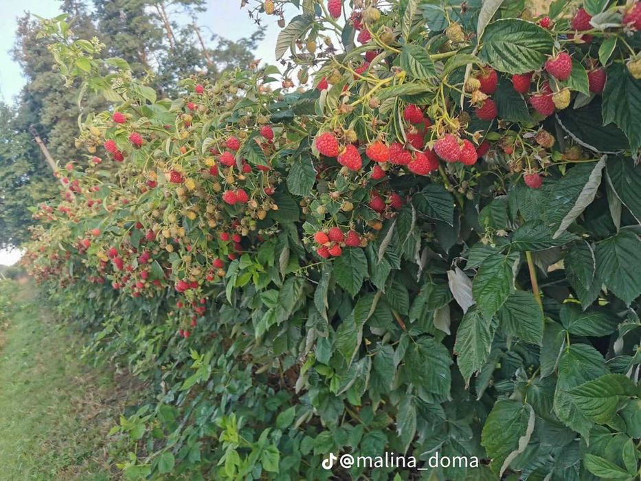 Качествен разсад – Малини и Ягоди Предлагам висококачествен