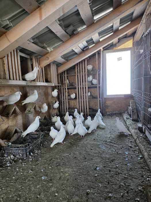 Porumbei voiajori albi