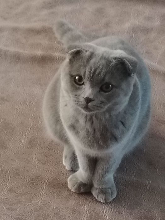 Xonaki mushuk sotiladi tez arzon