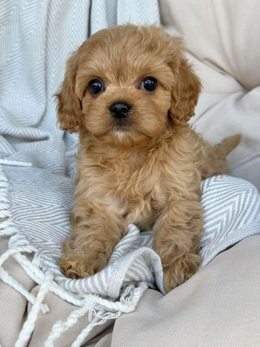 Maltipoo poodle mini toy apricot