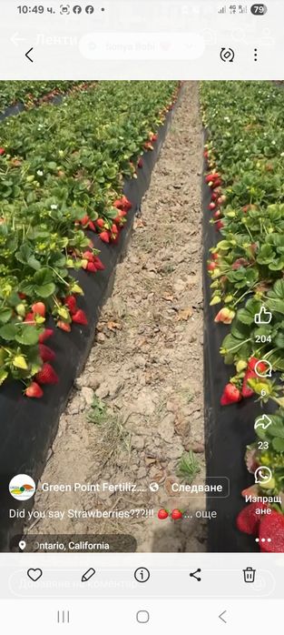 Продавам ягоди и малини расат