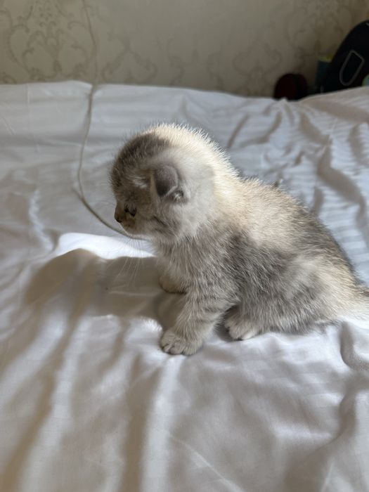 Котенок, шотландский вислоух