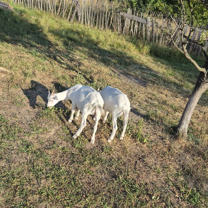 2 iedițe de vanzare