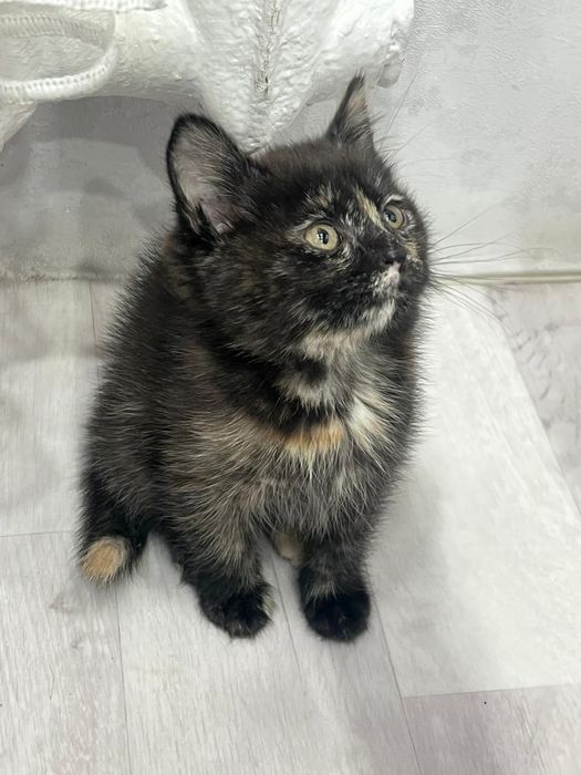 Отдам котейку бесплатно