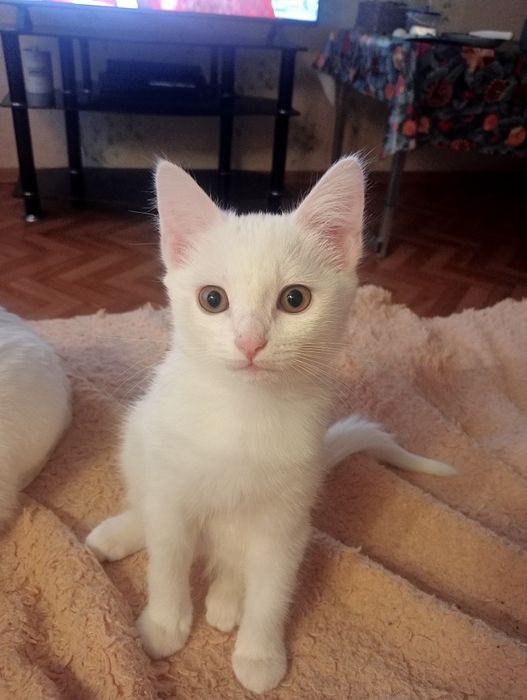 Котенок - девочка ищет  себе новый дом.