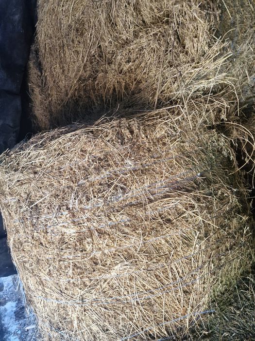 Baloti lucerna de vanzare