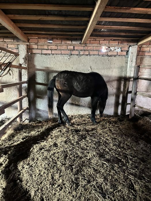 продам жеребчика 24 года