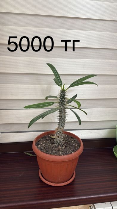 Комнатные цветы.