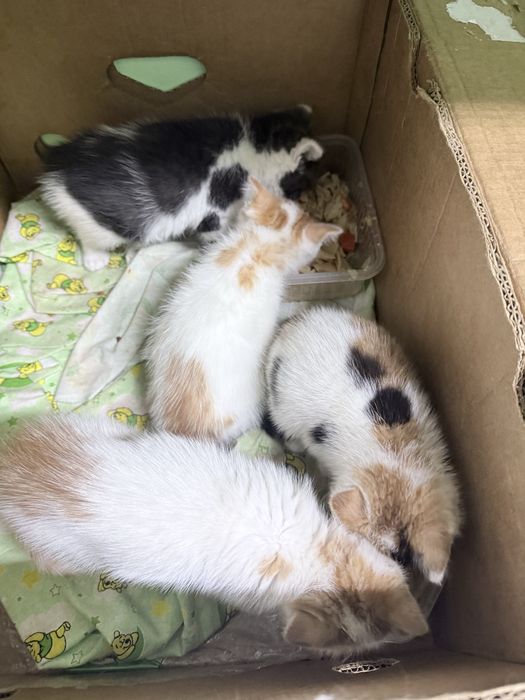 Отдам котят в добрые руки .