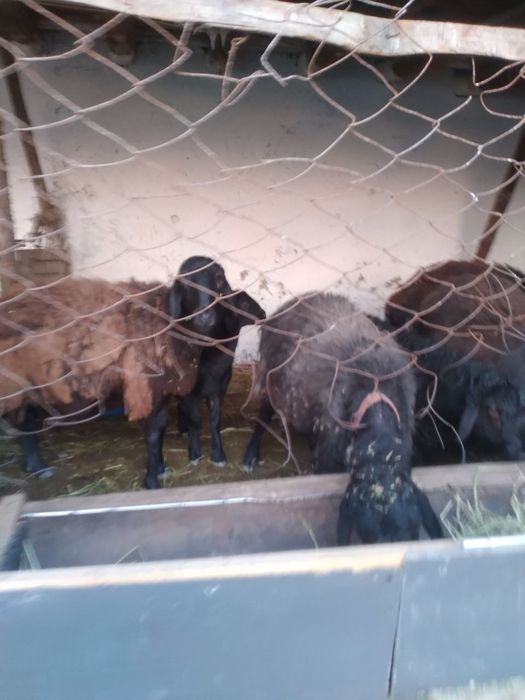 Ona bola qozoqi quylar