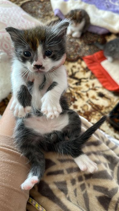 Домашно Котенце с Доставка