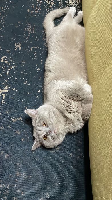 Британская кошка