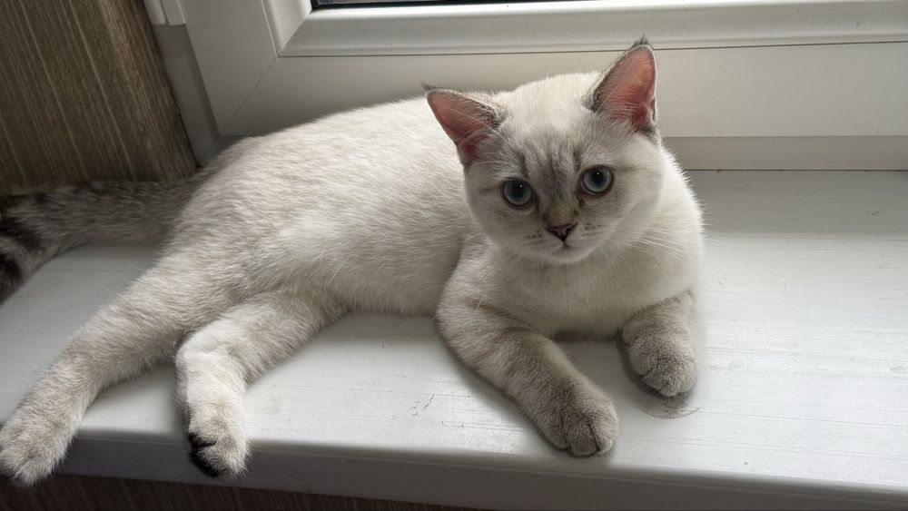 Продаётся котёнок Скоттиш Страйт