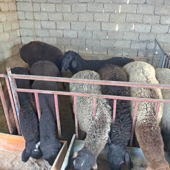 Семиз кошкар койлар