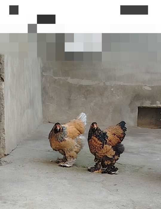 Brama Paliviy-pux 4 dona jojalari