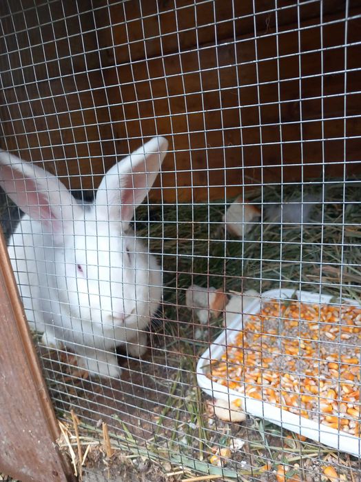 Iepuri albi și negri