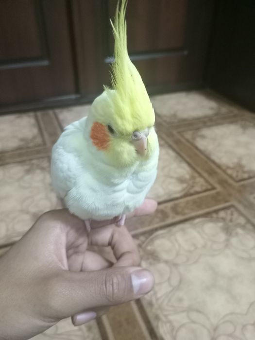 Карел попугай полностью ручной