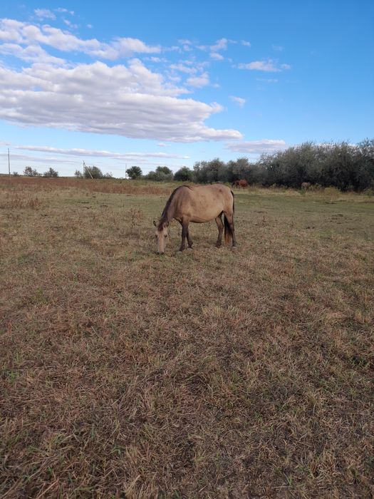 Буаз биелер сатылады
